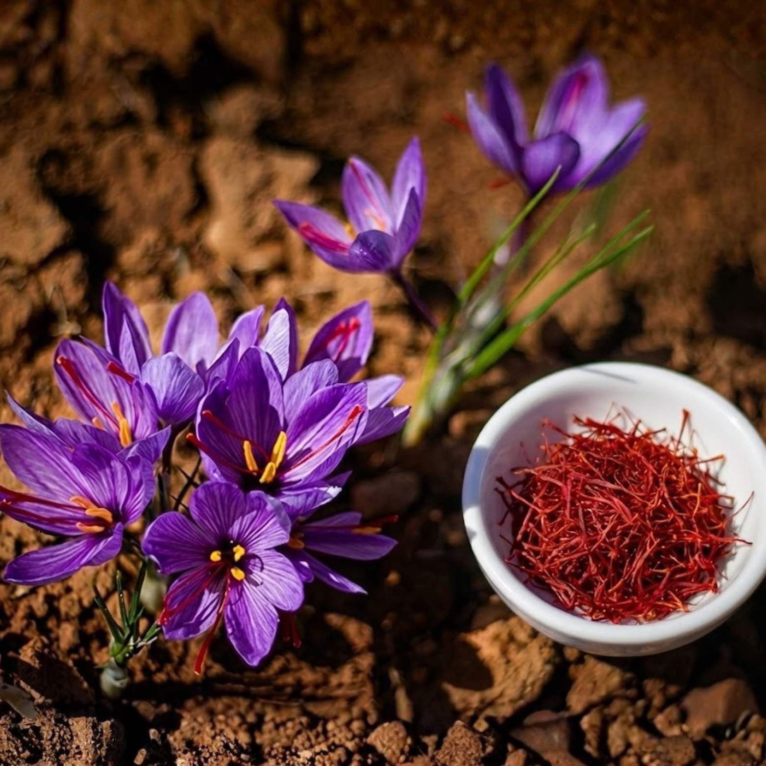 Top Grade Saffron Strands